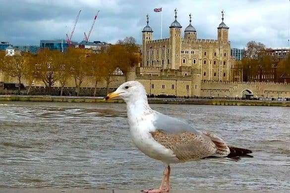 seagull sitting across the Thames river from the Tower of London