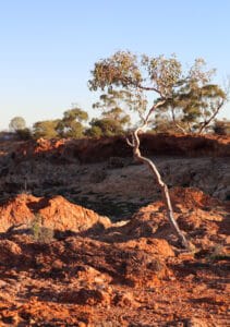 Gumtree growing on granite rock in Australian outback. Photo by Dianne Wickenden, Shuttlestock