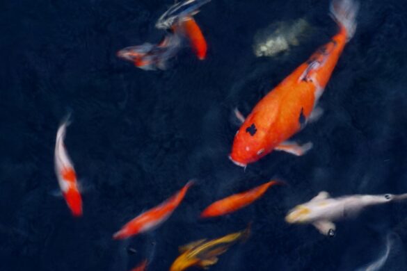 Photo of Koi carp in a pond, by Tableliving28 at Shuttlestock