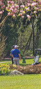 Golfers on the green under flowering trees.